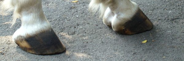 Der gesunde Barhuf