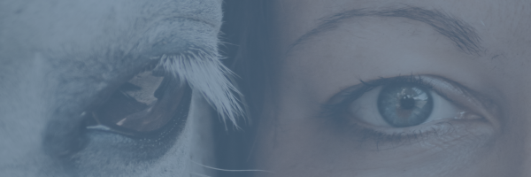 Kopie-von-Cheers-Blog-Banner